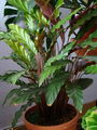 Calathea Rufibarba